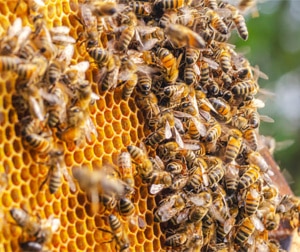abeilles